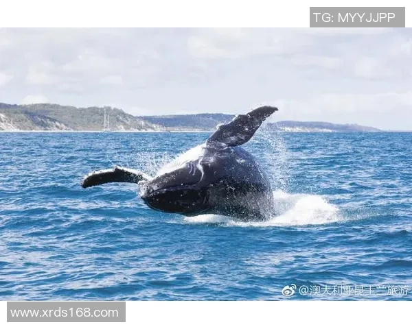 黄金海岸联队迎战西南昆士队精彩对决即将上演球迷热情高涨